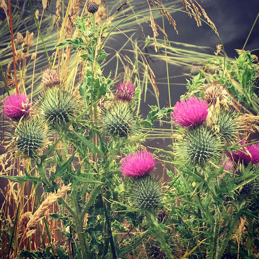 Welcome To GP Specialty Training in Scotland